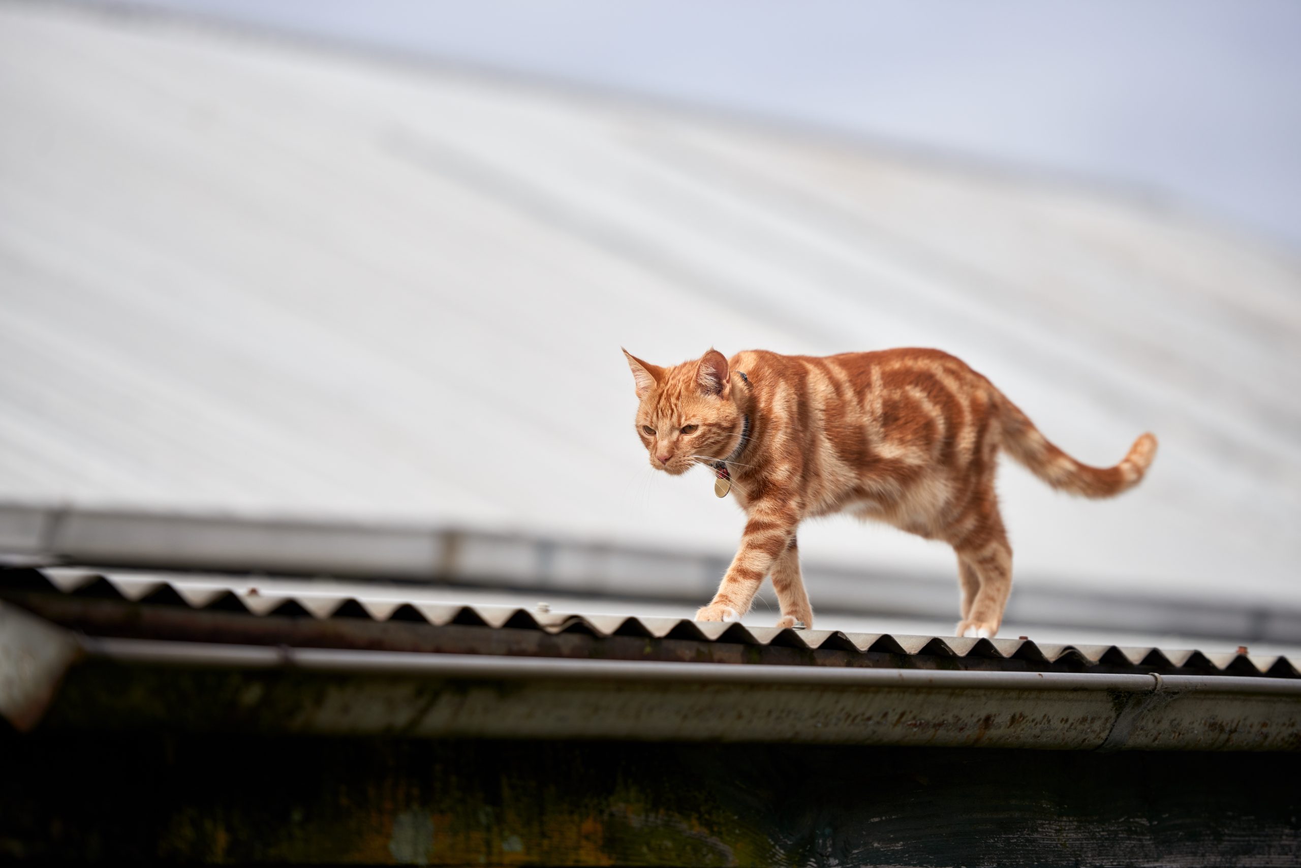 Cat walking across a rooftop